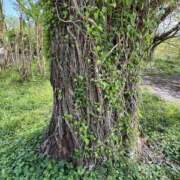 ヒメ日記 2025/11/13 21:41 投稿 ひかり Applepie（アップルパイ）