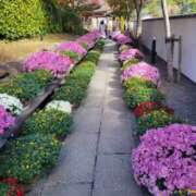 ヒメ日記 2025/11/17 01:53 投稿 ひかり Applepie（アップルパイ）