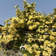 ヒメ日記 2025/11/18 02:17 投稿 ひかり Applepie（アップルパイ）