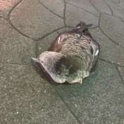 ヒメ日記 2025/11/26 11:31 投稿 ひかり Applepie（アップルパイ）