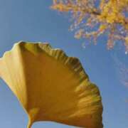 ヒメ日記 2025/11/26 11:43 投稿 ひかり Applepie（アップルパイ）