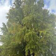 ヒメ日記 2025/11/27 16:45 投稿 ひかり Applepie（アップルパイ）