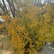 ヒメ日記 2025/11/27 23:54 投稿 ひかり Applepie（アップルパイ）