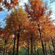 ヒメ日記 2025/11/30 22:28 投稿 ひかり Applepie（アップルパイ）