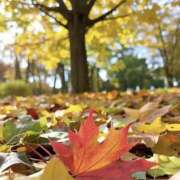 ヒメ日記 2025/12/02 23:10 投稿 ひかり Applepie（アップルパイ）