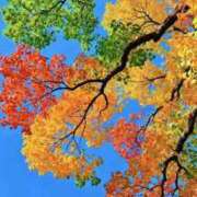 ヒメ日記 2025/12/06 01:41 投稿 ひかり Applepie（アップルパイ）