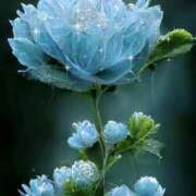 ヒメ日記 2025/12/06 20:30 投稿 ひかり Applepie（アップルパイ）