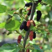 ヒメ日記 2025/12/07 15:00 投稿 ひかり Applepie（アップルパイ）