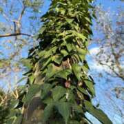 ヒメ日記 2025/12/09 01:06 投稿 ひかり Applepie（アップルパイ）