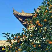 ヒメ日記 2025/12/13 04:27 投稿 ひかり Applepie（アップルパイ）