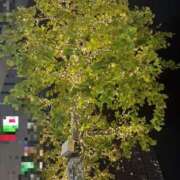 ヒメ日記 2025/12/14 00:21 投稿 ひかり Applepie（アップルパイ）