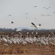 ヒメ日記 2025/12/22 01:55 投稿 ひかり Applepie（アップルパイ）