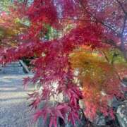 ヒメ日記 2025/12/23 02:25 投稿 ひかり Applepie（アップルパイ）