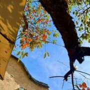 ヒメ日記 2025/12/23 17:39 投稿 ひかり Applepie（アップルパイ）