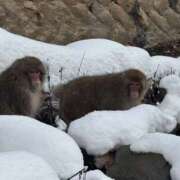 ヒメ日記 2025/12/26 19:32 投稿 ひかり Applepie（アップルパイ）