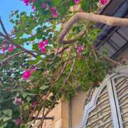 ヒメ日記 2025/12/30 01:32 投稿 ひかり Applepie（アップルパイ）