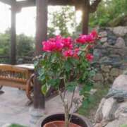 ヒメ日記 2025/12/31 04:59 投稿 ひかり Applepie（アップルパイ）