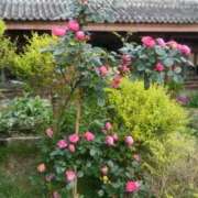 ヒメ日記 2026/01/02 03:18 投稿 ひかり Applepie（アップルパイ）