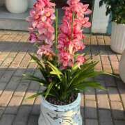 ヒメ日記 2026/01/19 19:54 投稿 ひかり Applepie（アップルパイ）