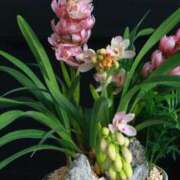 ヒメ日記 2026/01/22 02:02 投稿 ひかり Applepie（アップルパイ）