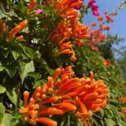 ヒメ日記 2026/01/28 01:22 投稿 ひかり Applepie（アップルパイ）