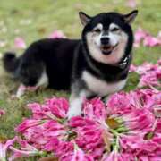 ヒメ日記 2026/01/29 23:43 投稿 ひかり Applepie（アップルパイ）