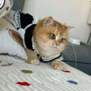 ヒメ日記 2026/05/13 20:39 投稿 ひかり Applepie（アップルパイ）