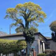 ヒメ日記 2026/06/07 15:16 投稿 ひかり Applepie（アップルパイ）