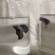 なみ おはよう ふわもこ人妻ランド　那須塩原店