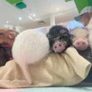 ヒメ日記 2026/01/11 17:20 投稿 るな（新人割引7/4まで） ウルトラグレイス24