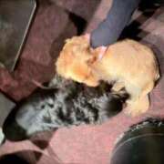 ヒメ日記 2026/03/05 11:54 投稿 るな（新人割引7/4まで） ウルトラグレイス24