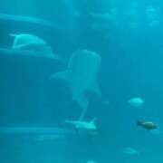 ヒメ日記 2025/06/29 14:21 投稿 光【ヒカリ】 ピンクコレクション大阪