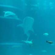 ヒメ日記 2025/06/29 14:09 投稿 光【ヒカリ】 ピンクコレクション大阪キタ店