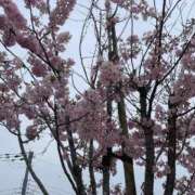 ヒメ日記 2025/07/09 17:49 投稿 光【ヒカリ】 ピンクコレクション大阪キタ店