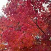 ヒメ日記 2025/07/09 17:55 投稿 光【ヒカリ】 ピンクコレクション大阪キタ店