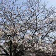 ヒメ日記 2026/04/03 20:24 投稿 尾崎 LA BELLA（ラベーラ）