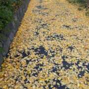 ヒメ日記 2025/11/26 14:32 投稿 せな with SPA (ウィズスパ)