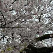 ヒメ日記 2026/04/01 16:47 投稿 せな with SPA (ウィズスパ)