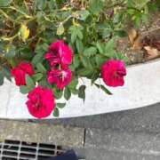 ヒメ日記 2025/08/29 11:23 投稿 よしこ 熟女の風俗最終章 八王子店