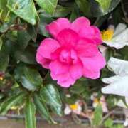 よしこ お目覚めですか 熟女の風俗最終章 八王子店