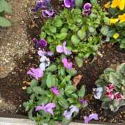 ヒメ日記 2026/01/30 10:33 投稿 よしこ 熟女の風俗最終章 八王子店