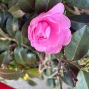 ヒメ日記 2026/02/01 15:58 投稿 よしこ 熟女の風俗最終章 八王子店