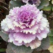 ヒメ日記 2026/02/21 15:01 投稿 よしこ 熟女の風俗最終章 八王子店