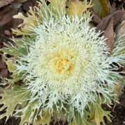 ヒメ日記 2026/02/24 10:55 投稿 よしこ 熟女の風俗最終章 八王子店