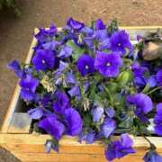 ヒメ日記 2026/03/07 10:33 投稿 よしこ 熟女の風俗最終章 八王子店