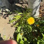 ヒメ日記 2026/03/13 10:33 投稿 よしこ 熟女の風俗最終章 八王子店