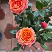 ヒメ日記 2026/04/10 10:23 投稿 よしこ 熟女の風俗最終章 八王子店