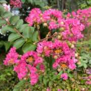 よしこ こころと体 熟女の風俗最終章 所沢店