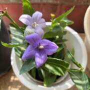 ヒメ日記 2025/09/05 11:43 投稿 よしこ 熟女の風俗最終章 立川店