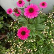 ヒメ日記 2025/09/07 15:59 投稿 よしこ 熟女の風俗最終章 立川店